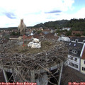 12_35-nest.jpg