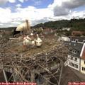 12_45-nest.jpg
