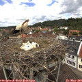 12_50-nest.jpg