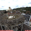 12_55-nest.jpg