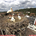 13_00-nest.jpg