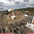 13_05-nest.jpg