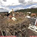 13_10-nest.jpg