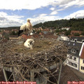 13_15-nest.jpg