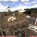 13_20-nest.jpg