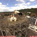 13_25-nest.jpg