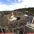 13_35-nest.jpg