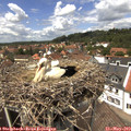 13_40-nest.jpg