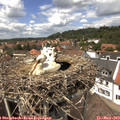 13_45-nest.jpg