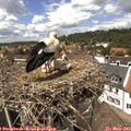 13_50-nest.jpg