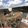 13_55-nest.jpg