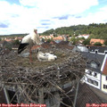 14_00-nest.jpg