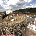 14_05-nest.jpg
