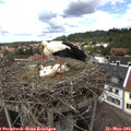 14_10-nest.jpg