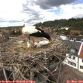 14_15-nest.jpg