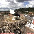 14_20-nest.jpg