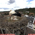 14_25-nest.jpg