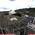14_30-nest.jpg
