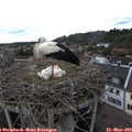 14_35-nest.jpg