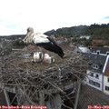 14_40-nest.jpg