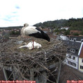 14_45-nest.jpg