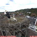 14_50-nest.jpg