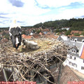 14_55-nest.jpg