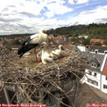15_00-nest.jpg