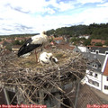 15_05-nest.jpg