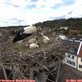 15_10-nest.jpg