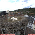 15_15-nest.jpg