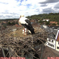 15_20-nest.jpg