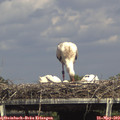 15_25-mast.jpg