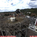 15_30-nest.jpg