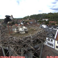 15_35-nest.jpg