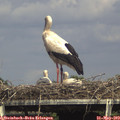 15_40-mast.jpg