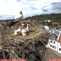 15_40-nest.jpg