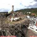 15_45-nest.jpg