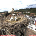15_50-nest.jpg