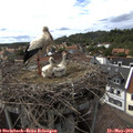 15_55-nest.jpg