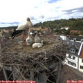 16_00-nest.jpg