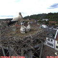 16_05-nest.jpg