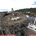 16_10-nest.jpg