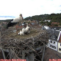 16_15-nest.jpg