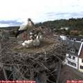 16_20-nest.jpg