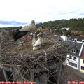 16_25-nest.jpg