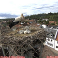 16_30-nest.jpg