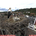 16_35-nest.jpg