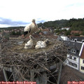 16_40-nest.jpg