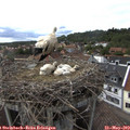 16_45-nest.jpg